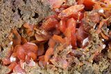 Fiery, Red-Orange Wulfenite Cluster - Kuruktag Mountains, China #361049-1